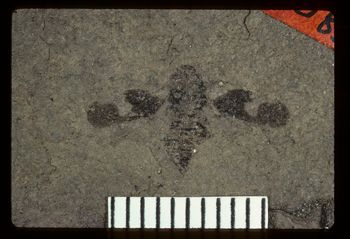 Media type: image;   Entomology PALE-1083 Aspect: full